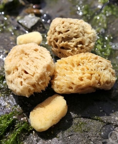 ThinkExim global export operations